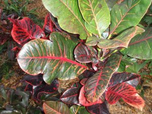croton soc.@Glocks 12.10 022.jpg