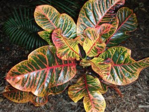 croton soc.@Glocks 12.10 023.jpg