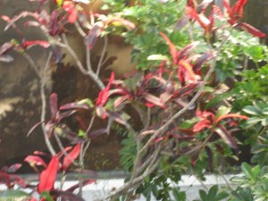 IMG_0146.jpg