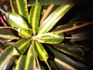 Croton flowering.jpg