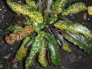 croton soc.@Glocks 12.10 029.jpg
