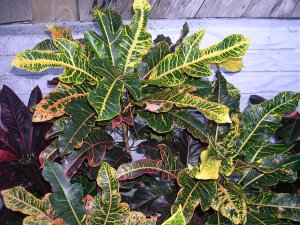 AAA Norman Rockwell.jpg