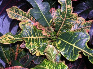 AAA Norman Rockwell 2.jpg