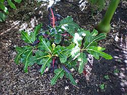 Norman Rockell Rob's.jpg