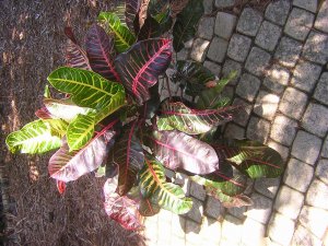 DSCN3139.jpg
