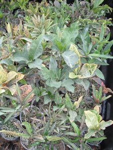 Truck full of cuttings 2.jpg