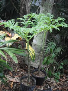 Tropical3.jpg