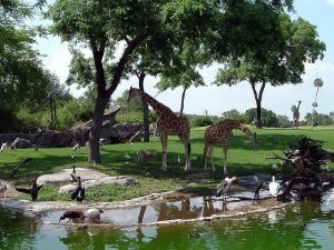 800px-Edge-of-africa-giraffes.jpg
