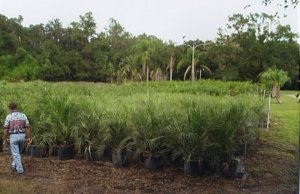 Fieldofmules.jpg
