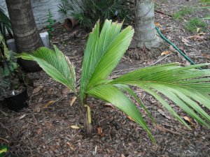 Pelagodoxa henryana.jpg