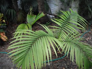 Calyptrocalyx spicatus.jpg