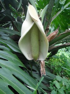 Monstera deliciosa flower w fruit.jpg
