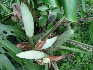 Monstera deliciosa fruit.jpg