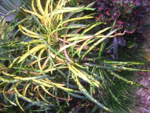 DSCN3345.jpg