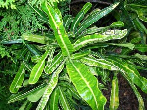 croton2011 006.jpg