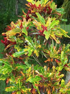 croton2011 007.jpg