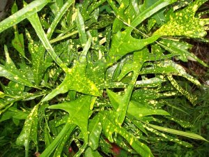 croton2011 011.jpg