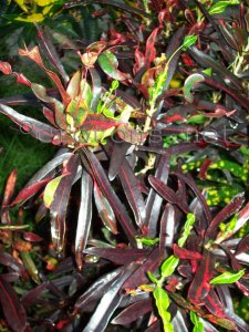 croton2011 012.jpg