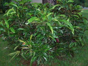 croton2011 009.jpg