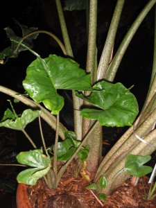 Alocasia Stingray (3).jpg