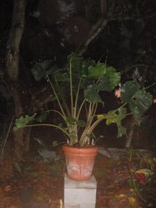 Alocasia Stingray (4).jpg
