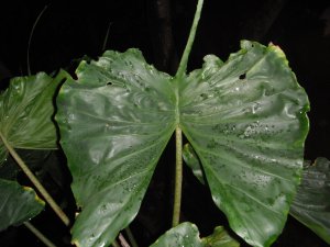 Alocasia Stingray (2).jpg