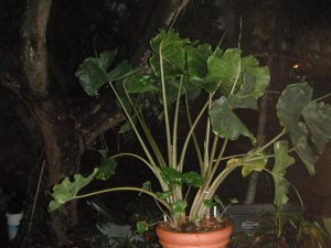 Alocasia Stingray.jpg
