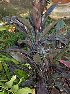 IMG_0083.jpg