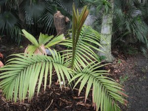 Calyptrocaylx spicatus 2.jpg