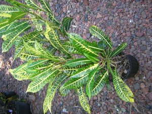 DSCN3518.jpg