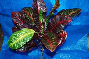 Gloriosa.jpg