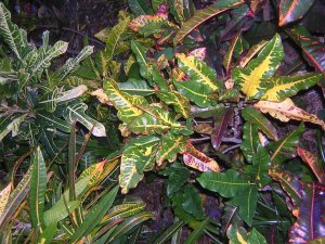 DSCN3561.jpg