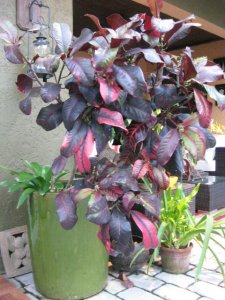 IMG_4087.JPG