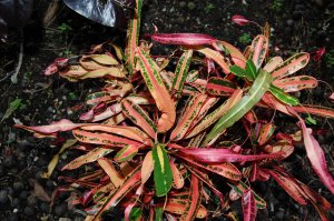 Jeff Searle's Crotons 035.jpg