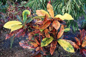 Jeff Searle's Crotons 040.jpg