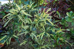 Jeff Searle's Crotons 045.jpg