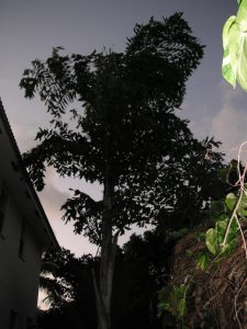 Caryota maxima.jpg