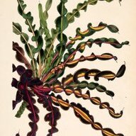 Tigerlily