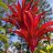 tropicalken
