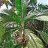 crazypalmdude
