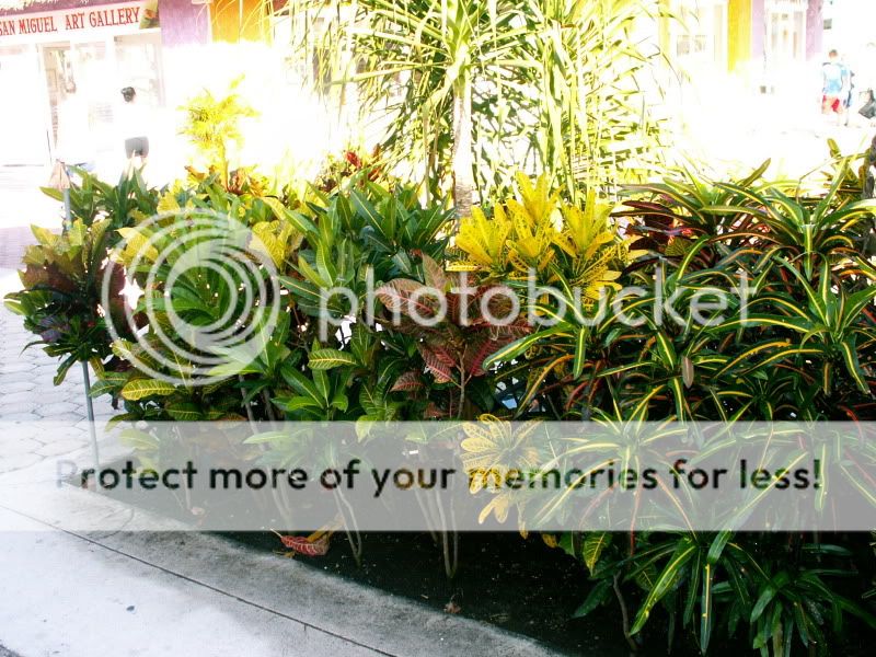 PICT0065.jpg