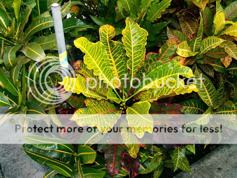PICT0064.jpg
