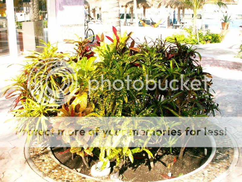 PICT0071.jpg