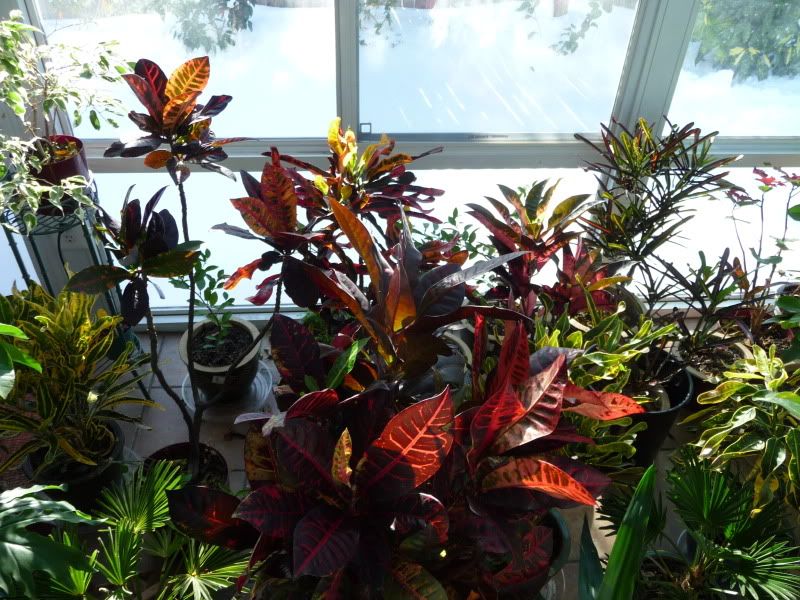 P1070033.jpg